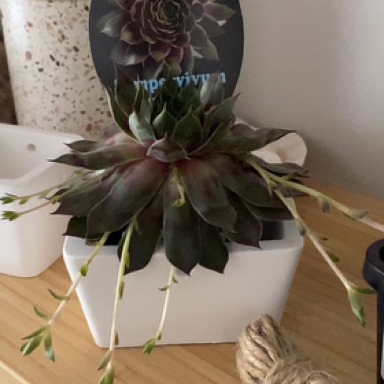 Photo of the plant species Purple Dazzler Sempervivum by @BoldClubcoral33 named Willow on Greg, the plant care app