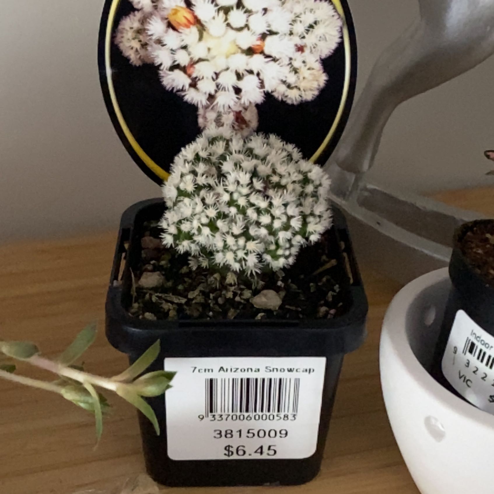 Photo of the plant species Arizona Snowcap by @BoldClubcoral33 named Rihanna on Greg, the plant care app