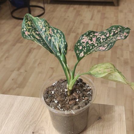 Photo of the plant species Aglaonema 'Pink Beauty' by @Marcinek named Sigismund on Greg, the plant care app