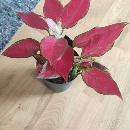 Photo of the plant species Aglaonema 'Pink' by @Marcinek named Diana on Greg, the plant care app