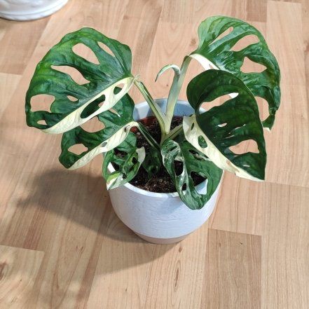 Photo of the plant species variegated monkey mask by @Marcinek named Winston on Greg, the plant care app