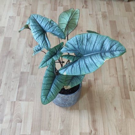 Photo of the plant species Alocasia Platinum by @Marcinek named Dolores on Greg, the plant care app