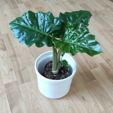 Photo of the plant species Alocasia 'Low Rider' by @Marcinek named Apollo on Greg, the plant care app