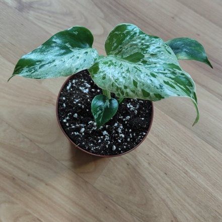 Photo of the plant species Monstera 'Bulbasaur' by @Marcinek named Cleopatra on Greg, the plant care app