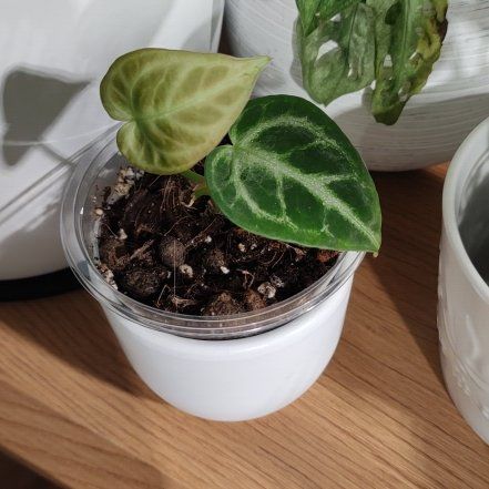 Photo of the plant species Anthurium by @Marcinek named Fernie Saunders on Greg, the plant care app