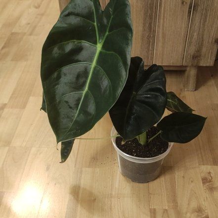 Photo of the plant species Alocasia Golden Bone by @Marcinek named McKinley on Greg, the plant care app
