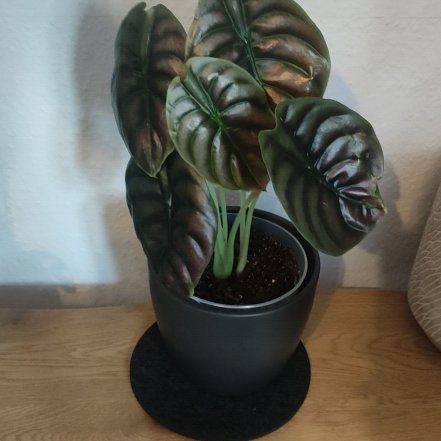 Photo of the plant species Red Secret Alocasia by @Marcinek named Sproutacus on Greg, the plant care app