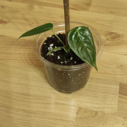 Photo of the plant species Anthurium veitchii by @Marcinek named Harper on Greg, the plant care app