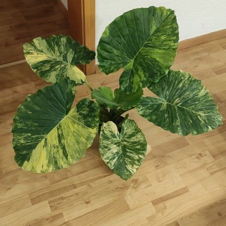 Photo of the plant species Alocasia Gageana Aurea Variegata by @Marcinek named Queen on Greg, the plant care app