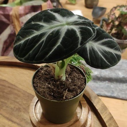 Photo of the plant species alocasia ninja by @Marcinek named Gomez on Greg, the plant care app