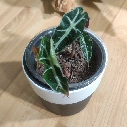 Photo of the plant species Dwarf Amazonica by @Marcinek named Dax on Greg, the plant care app