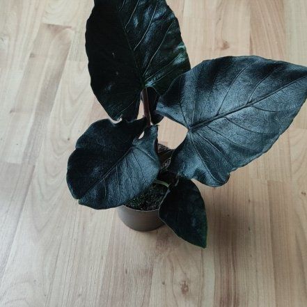 Photo of the plant species Alocasia Antoro Velvet by @Marcinek named Gobi on Greg, the plant care app
