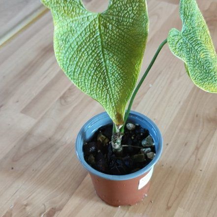 Photo of the plant species Anthurium Luxurians by @Marcinek named Homer on Greg, the plant care app