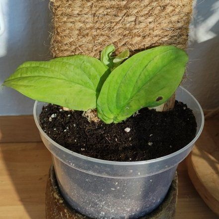 Photo of the plant species rhaphidophora korthalsii thai constellation by @Marcinek named Sherlock on Greg, the plant care app