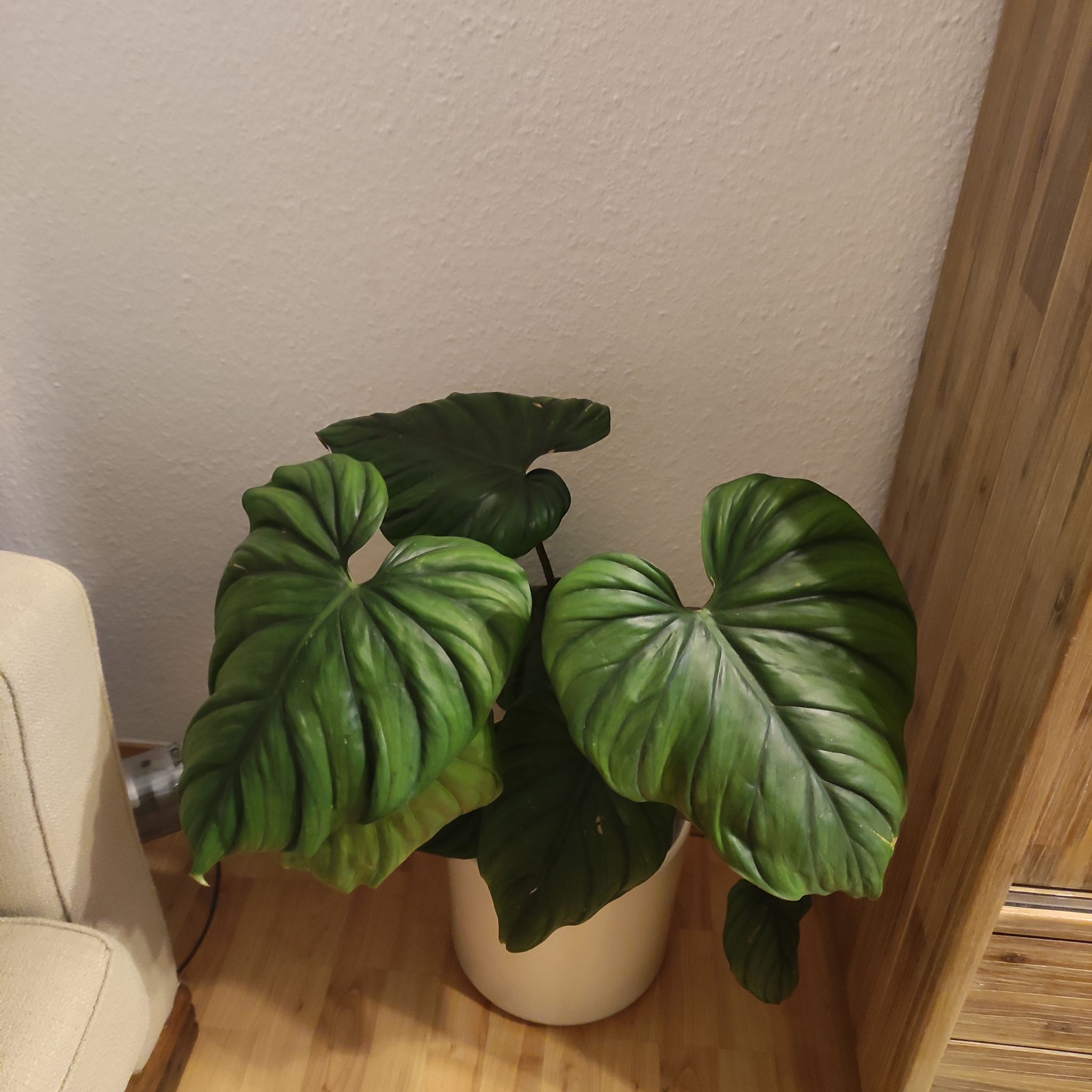 Photo of the plant species Philodendron sp Colombia by @Marcinek named King on Greg, the plant care app