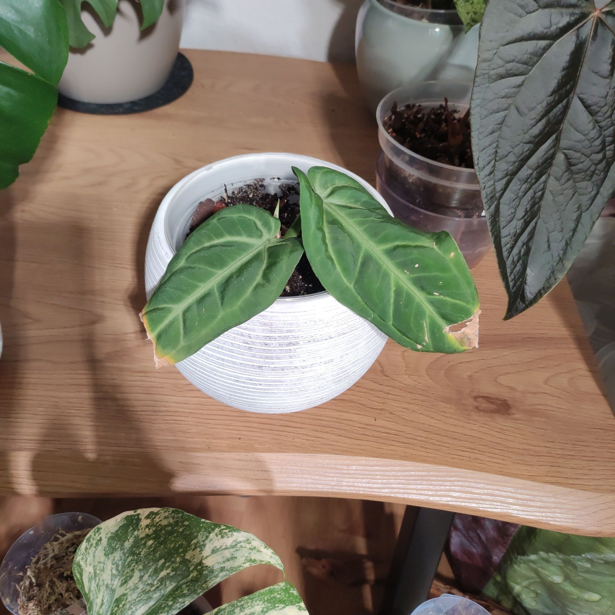 Photo of the plant species Anthurium ‘Villenaorum’ by @Marcinek named Aria on Greg, the plant care app