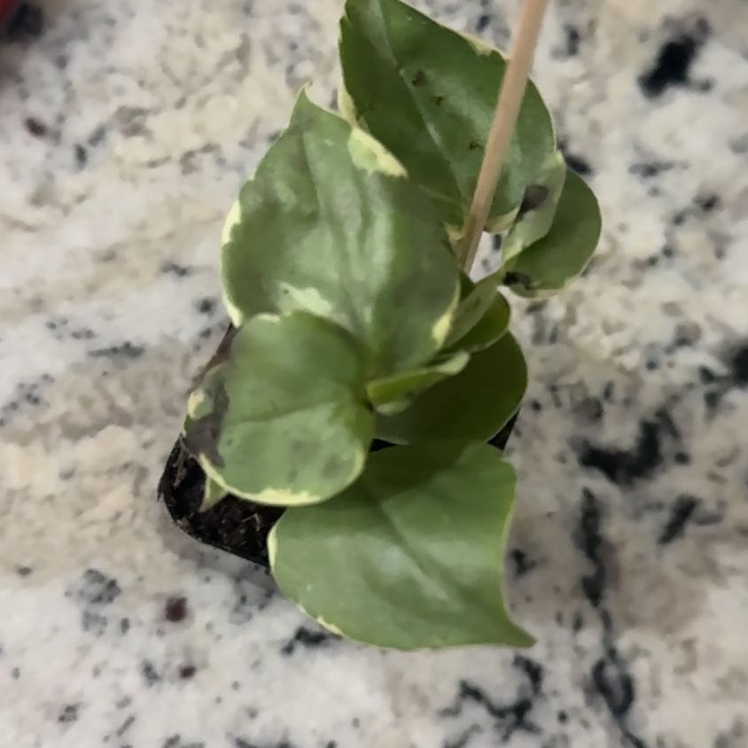Photo of the plant species Madeira Vine by @GleefulRyebrome named Tolkien on Greg, the plant care app