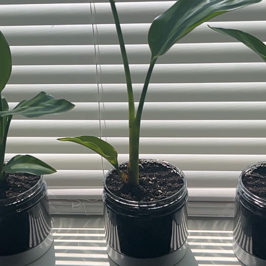 Photo of the plant species Bird of Paradise by @TiptopAthelpine named Gates on Greg, the plant care app