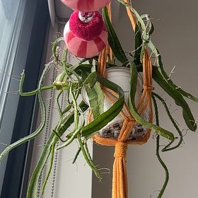 Photo of the plant species Yellow Dragon Fruit by @ZanyAgboy70 named Delilah on Greg, the plant care app