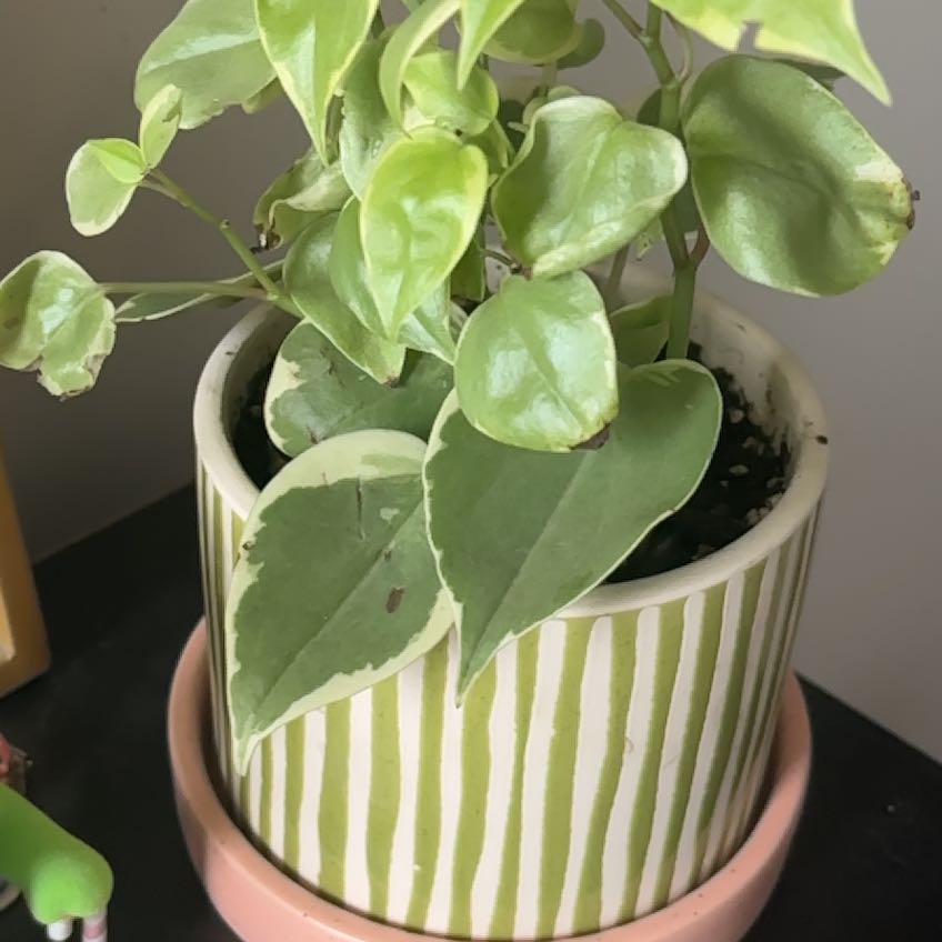 Photo of the plant species Cupid Peperomia by @ZanyAgboy70 named Scarlett on Greg, the plant care app