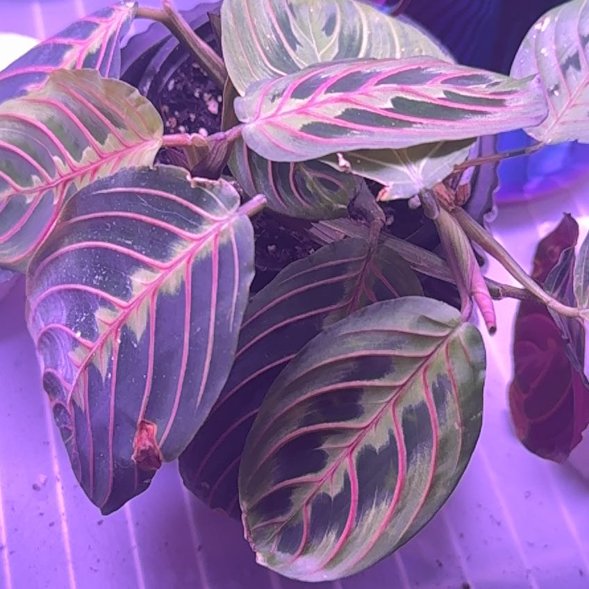 Photo of the plant species Red Calathea by @RubaesOasis named Sonora on Greg, the plant care app