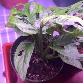 Photo of the plant species Indo Marble Adansonii by @RubaesOasis named Drake on Greg, the plant care app