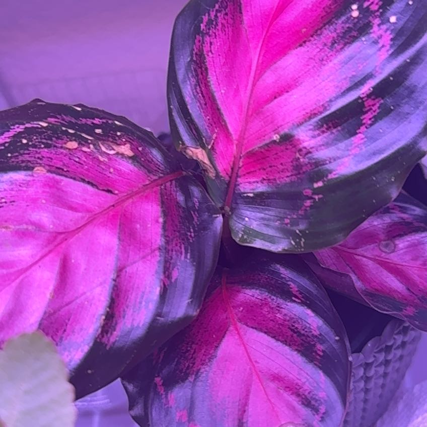 Photo of the plant species Crimson Calathea by @RubaesOasis named Prince on Greg, the plant care app