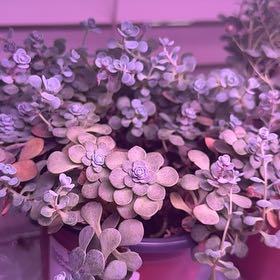 Photo of the plant species Blue Elf Stonecrop by @RubaesOasis named Girlfrond on Greg, the plant care app