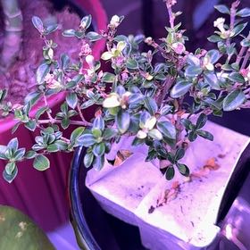 Photo of the plant species Snowrose by @RubaesOasis named Ulysses S Plant on Greg, the plant care app