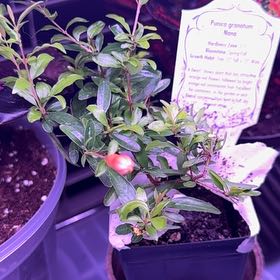 Photo of the plant species Dwarf Pomegranate by @RubaesOasis named Bruce Lee on Greg, the plant care app