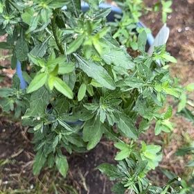 Photo of the plant species Oenothera berlandieri 'Siskiyou' by @RubaesOasis named Gregarious on Greg, the plant care app