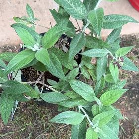 Photo of the plant species Butterfly Bush by @RubaesOasis named Sir Plancelot on Greg, the plant care app