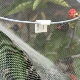 Photo of the plant species Arapaho Blackberry by @RubaesOasis named Nithin on Greg, the plant care app