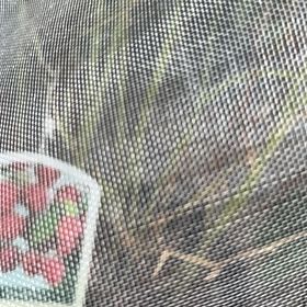 Photo of the plant species European Red Raspberry by @RubaesOasis named Queen on Greg, the plant care app