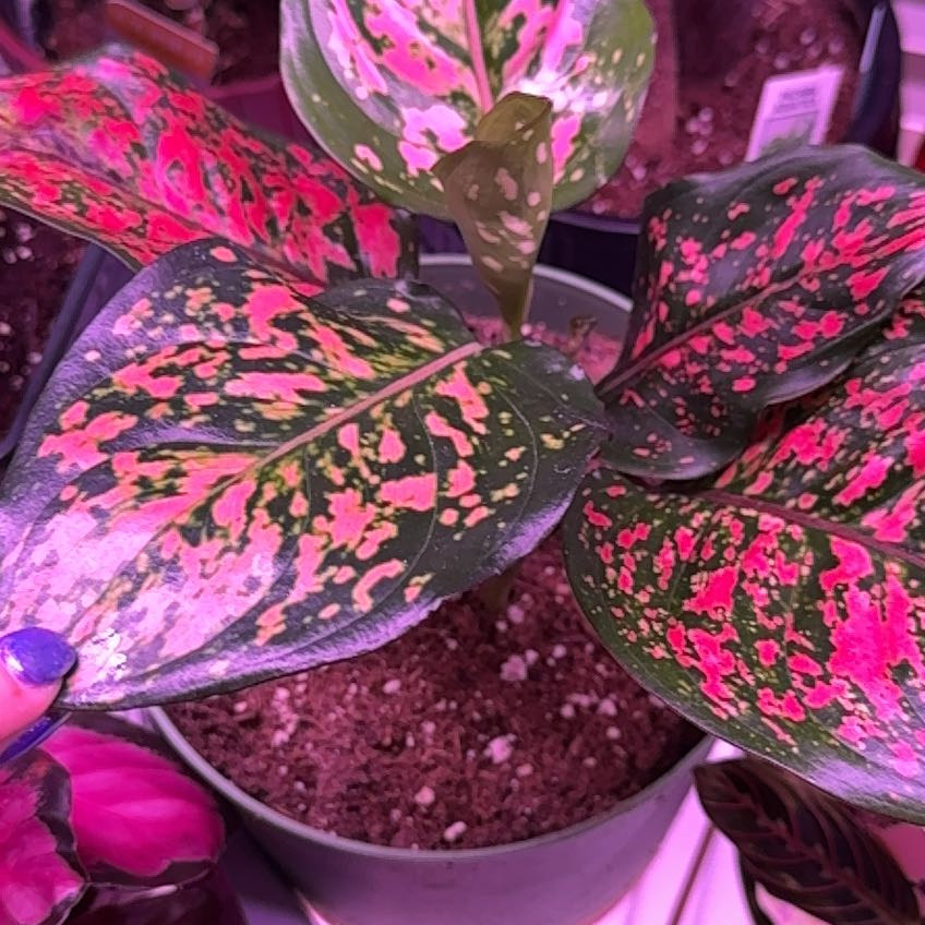 Photo of the plant species Chinese Evergreen Valentine by @RubaesOasis named Maya on Greg, the plant care app