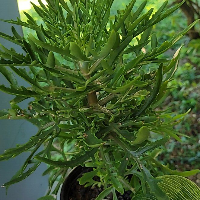 Photo of the plant species Silky Oak by @CozyVeilwort85 named Walt on Greg, the plant care app