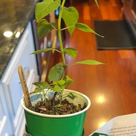 Photo of the plant species Oswego Tea by @PoshSilvergum20 named James Dean on Greg, the plant care app