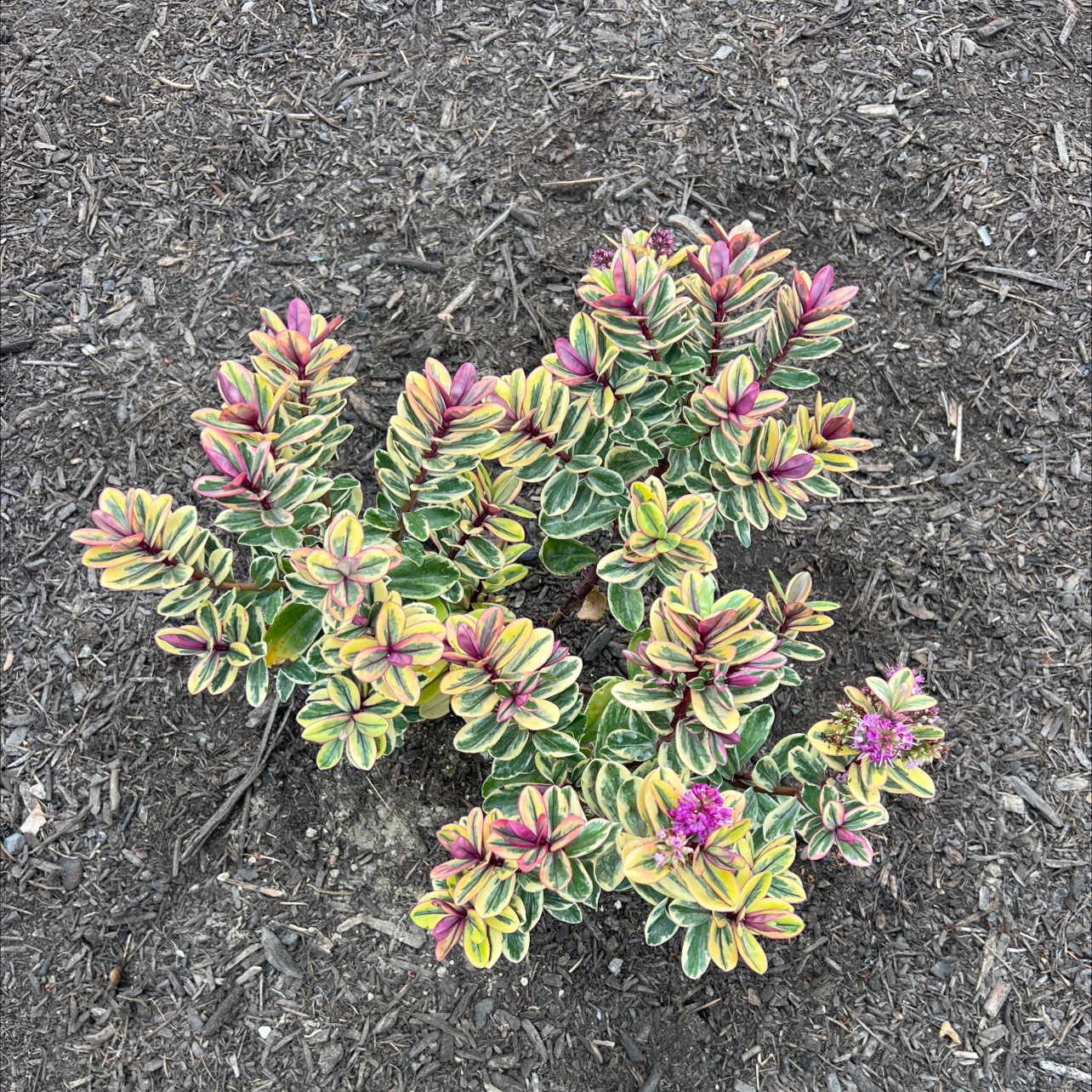 Photo of the plant species New Zealand Hebe by @StatelyBanana25 named Daphne on Greg, the plant care app