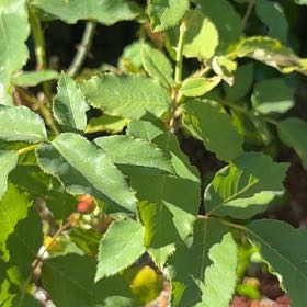Photo of the plant species Evergreen Rose by @PetFlaxsilk98 named Elina on Greg, the plant care app