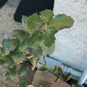 Photo of the plant species Kermes Oak by @PetFlaxsilk98 named Spike Leaves on Greg, the plant care app