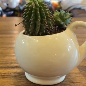 Photo of the plant species Corncob Cactus by @MonsteraMonsta named Cobby on Greg, the plant care app