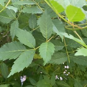 Photo of the plant species Golden Rain Tree by @YesAgavenova32 named Zeus on Greg, the plant care app