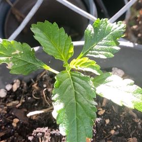 Photo of the plant species Ramgoat Dashalong by @YesAgavenova32 named Captain Plant-it on Greg, the plant care app