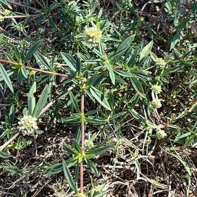 Photo of the plant species Plains Blackfoot by @BelovedFeijoa63 named Leaf Erickson on Greg, the plant care app