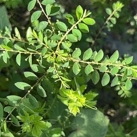 Photo of the plant species Mascarene Island Leaf Flower by @BelovedFeijoa63 named Navajo on Greg, the plant care app