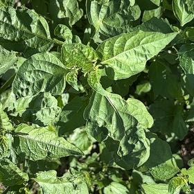 Photo of the plant species American Black Nightshade by @BelovedFeijoa63 named Girlfrond on Greg, the plant care app