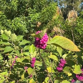 Photo of the plant species Beautyberry by @BelovedFeijoa63 named Athena on Greg, the plant care app