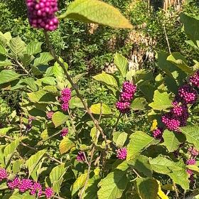 Photo of the plant species Beautyberry by @BelovedFeijoa63 named Nemo on Greg, the plant care app