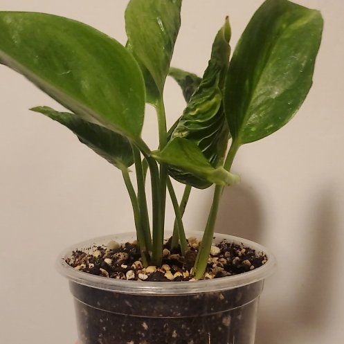 Photo of the plant species Epipremnum 'Shangri-La' by @FinestEchinaria named Leaf Erickson on Greg, the plant care app
