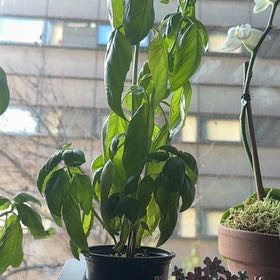 Baby basil #2 🍥